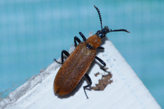 Prionoceridae