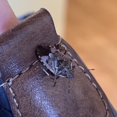 Podisus serieventris