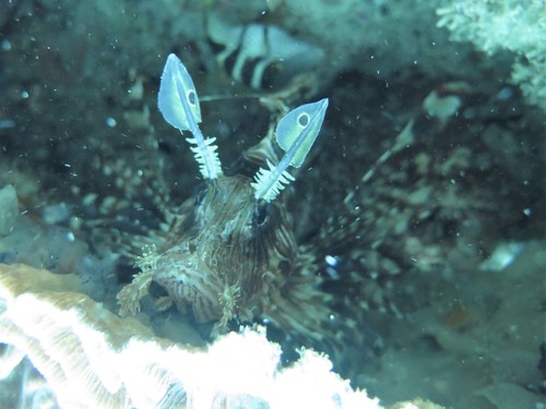 Common Lionfish — seen at this dive site