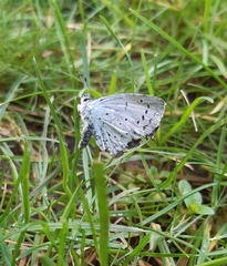 Celastrina argiolus