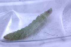 Lepidoptera