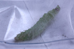 Lepidoptera