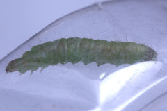 Lepidoptera