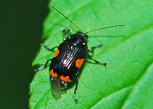 Bassareus mammifer (Newman, 1840)
