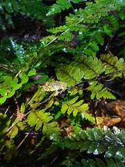 Eleutherodactylus nortoni