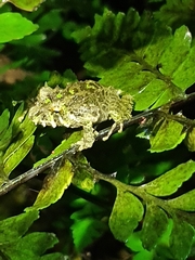 Eleutherodactylus nortoni