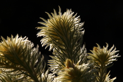 Phylica pubescens pubescens