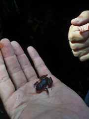 Eleutherodactylus furcyensis