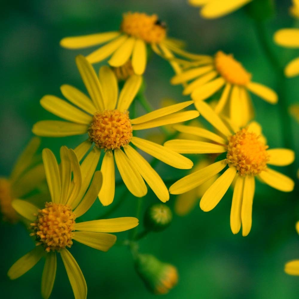 golden ragwort (Packera aurea) - Botanical Realm