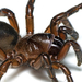 Golden Trapdoor Spiders - Photo (c) tjeales, some rights reserved (CC BY-SA), uploaded by tjeales