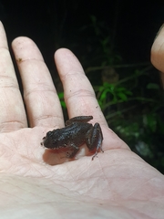 Eleutherodactylus furcyensis