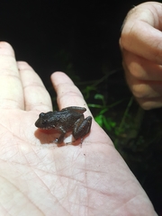 Eleutherodactylus furcyensis