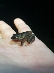 Eleutherodactylus furcyensis