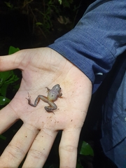 Eleutherodactylus furcyensis