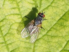 Emmesomyia