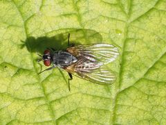Emmesomyia