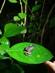 Eleutherodactylus furcyensis