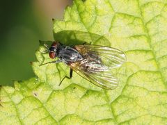 Emmesomyia