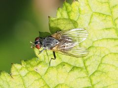 Emmesomyia