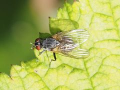Emmesomyia