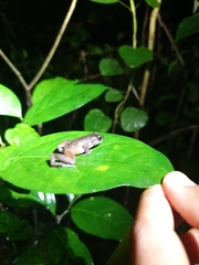 Eleutherodactylus furcyensis