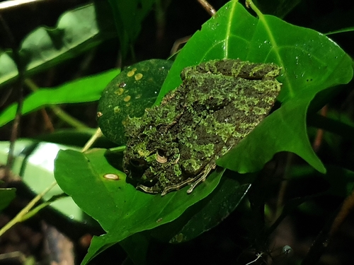Spiny Giant Frog, Eleutherodactylus nortoni