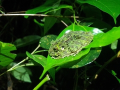 Eleutherodactylus nortoni