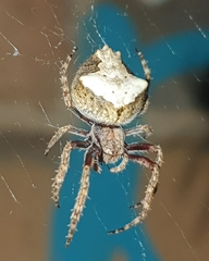 Araneinae