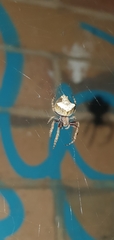 Araneinae