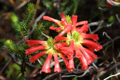 Erica abietina