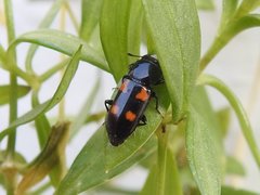 Glischrochilus quadripunctatus