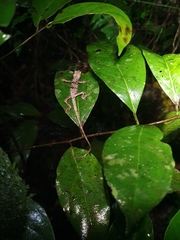 Anolis barbouri