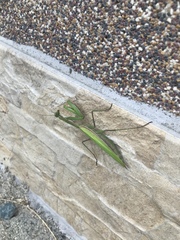 Mantis religiosa