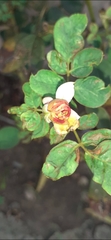 Rosa chinensis