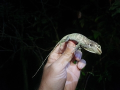 Anolis barahonae