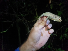 Anolis barahonae