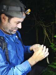 Anolis barahonae