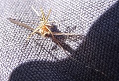 Aedes camptorhynchus