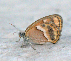 Coenonympha saadi