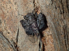 Atrapsalta corticina