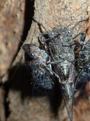 Atrapsalta corticina