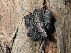 Atrapsalta corticina