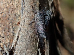 Atrapsalta corticina