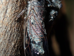 Atrapsalta corticina