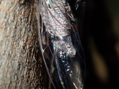 Atrapsalta corticina