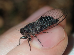 Atrapsalta corticina