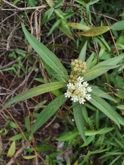 Asclepias nivea