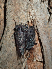 Atrapsalta corticina