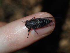 Atrapsalta corticina