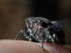 Atrapsalta corticina